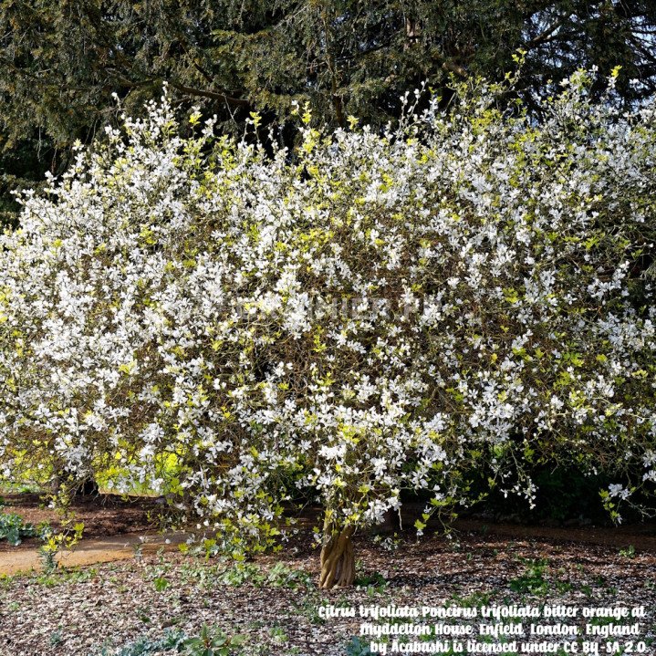 Citronnier épineux, Oranger trifolié, Citrus trifoliata, Poncirus trifoliata image